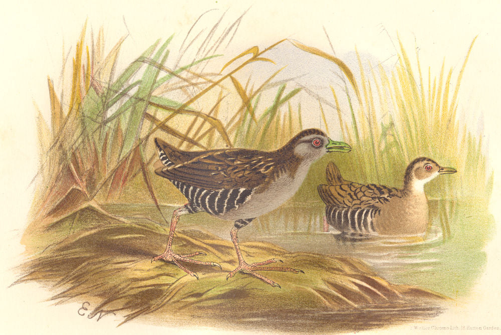 INDIAN GAME BIRDS. Eastern Baillon's Crake (Crex Baillonii). FINN 1915 print